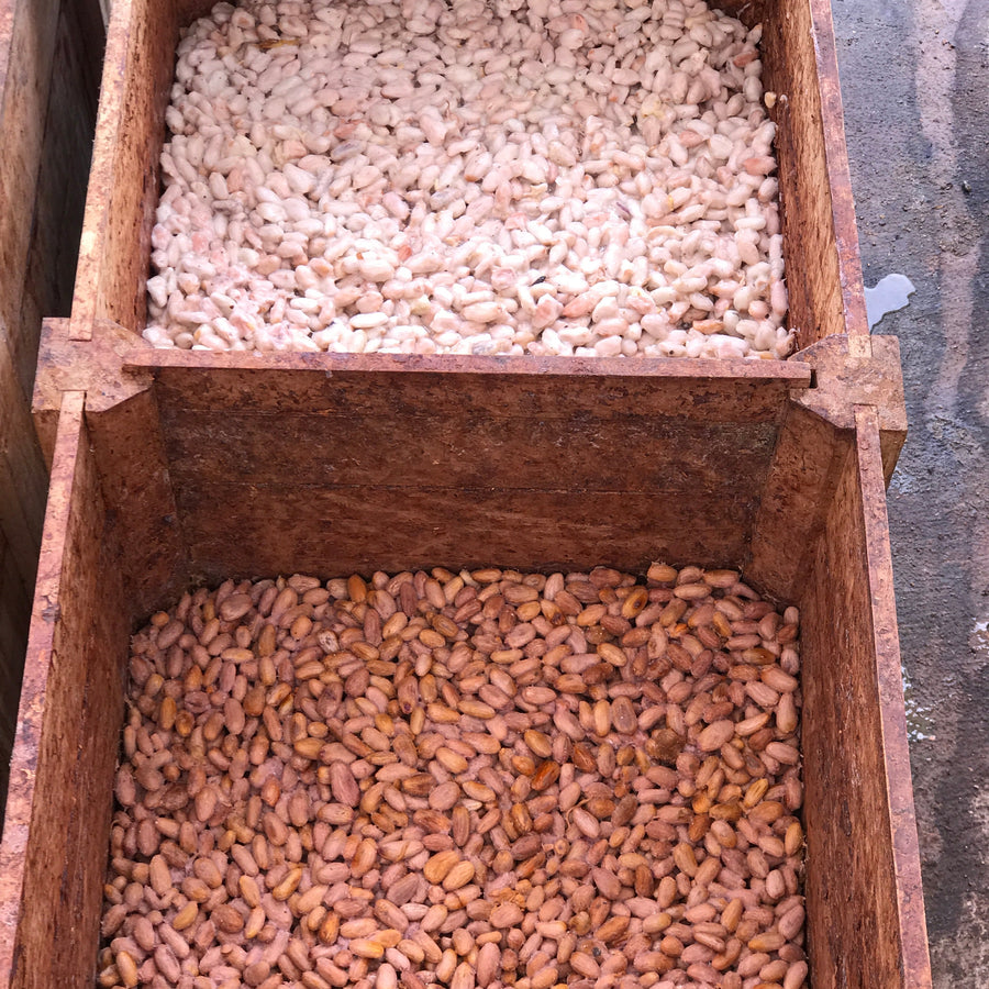 Fermentación del cacao: cómo cambia el sabor del chocolate (y por qué importa en Colombia)
