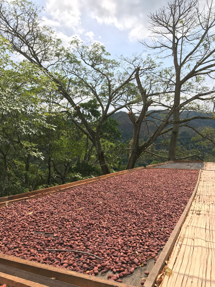 ¿Por qué chocolate sin tostar? Aroma, polifenoles y lo que dice la ciencia