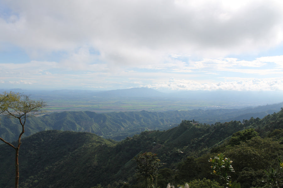 ¿El cacao colombiano sobrevivirá al clima de 2050? Aptitud, agroforestería y origen responsable